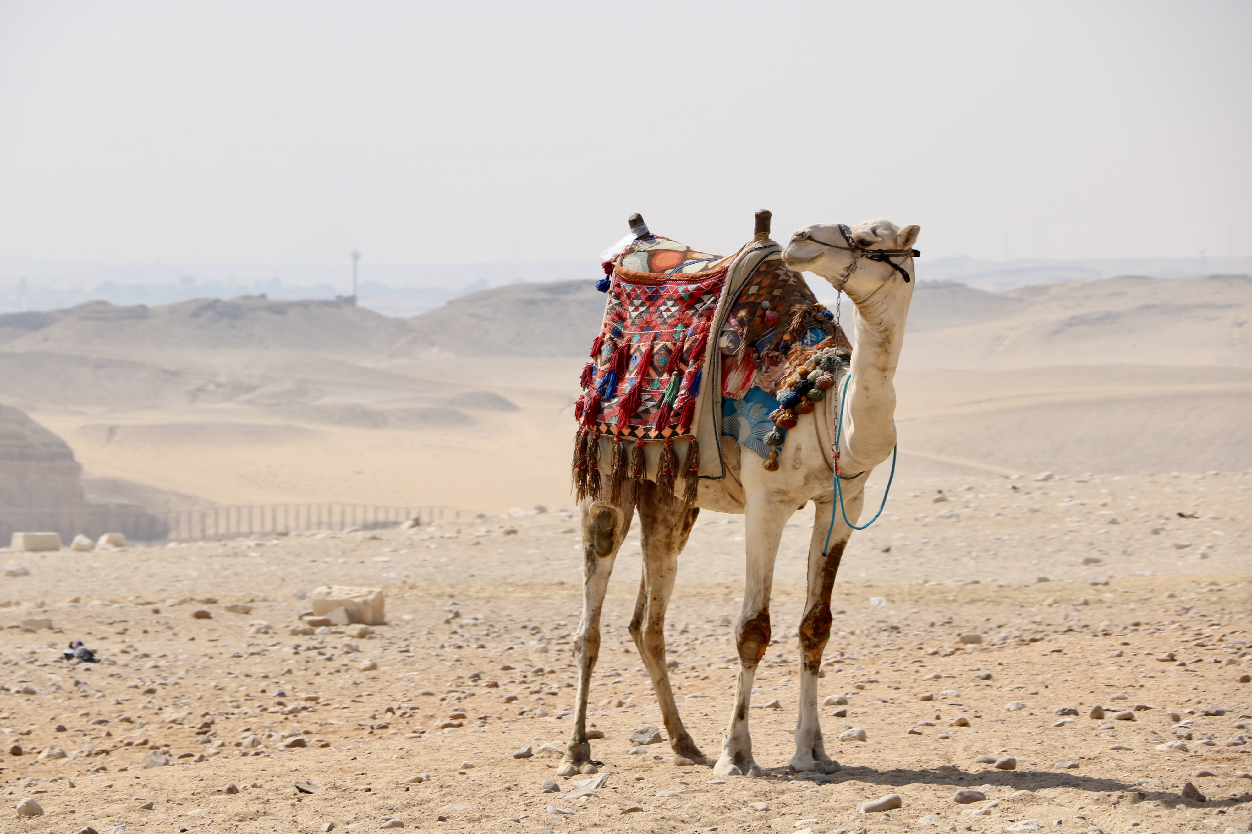Waiting at Giza