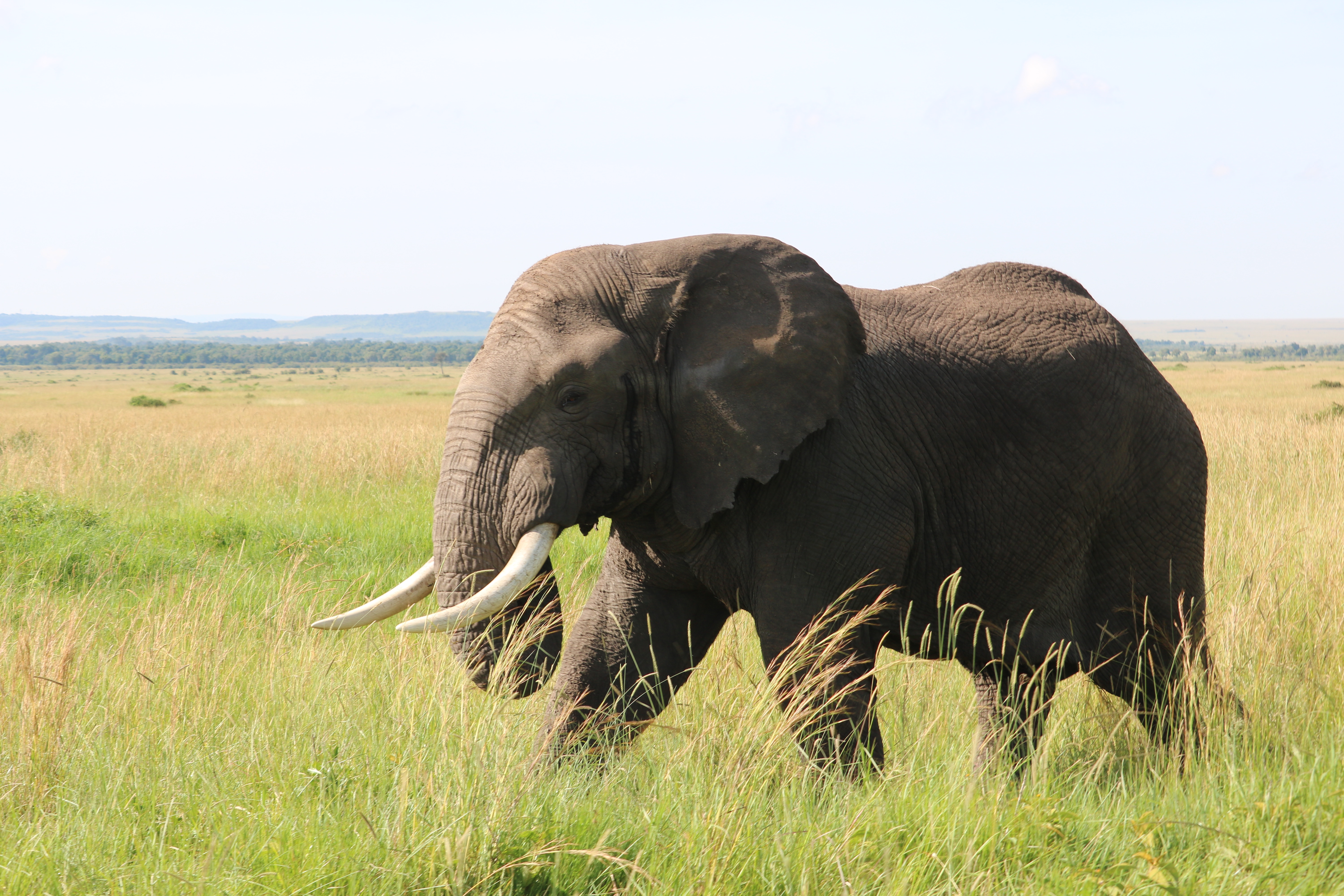 The Old Man of the Mara